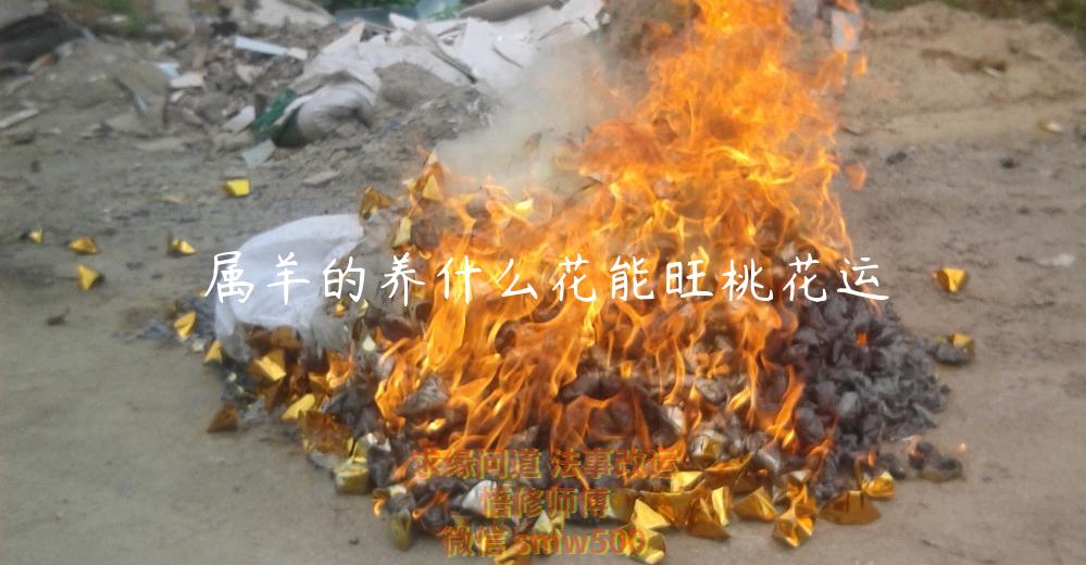 属羊的养什么花能旺桃花运-开运法事网